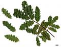 Persian oak ، بَرودار، شکین، هلوین، بلی، بلو و داربرو